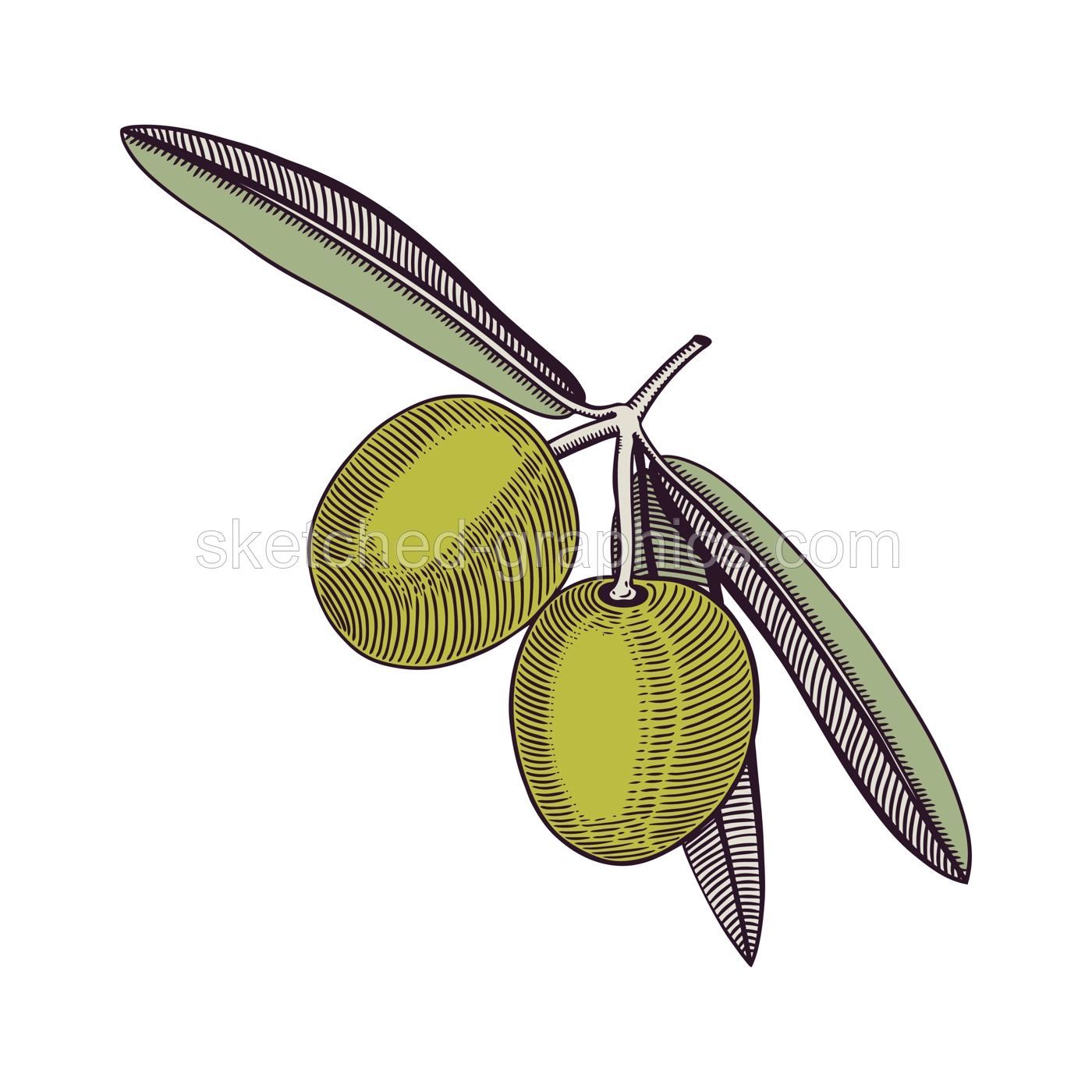 Olive tree branch with fruits and leaves in engraved style. Mediterranean plant with vegetables. Italian or Greek food ingredient sketch. Hand-drawn vector illustration isolated on white background.  Illustration